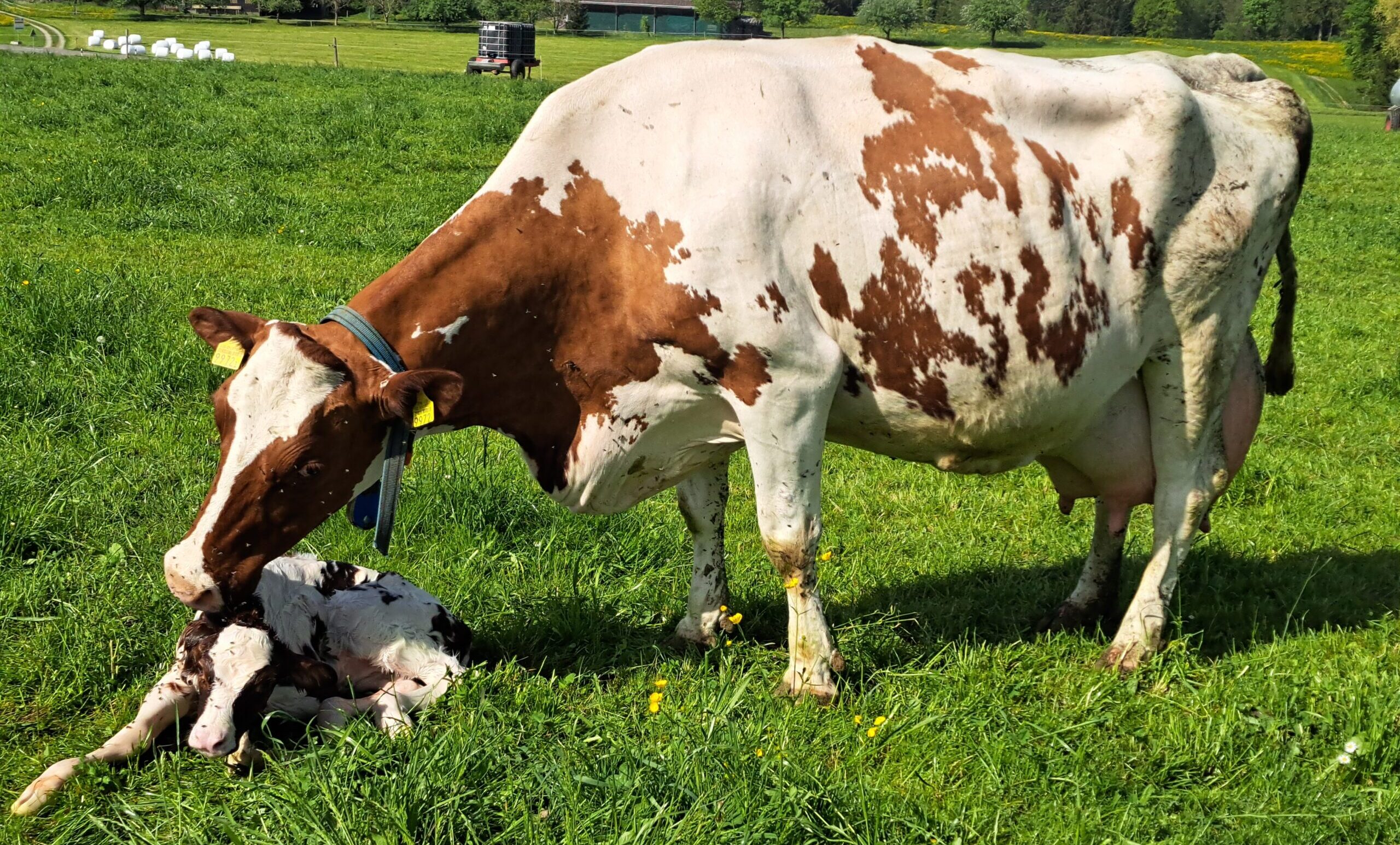 Dudli Ochsenweid - Kuh mit Kalb