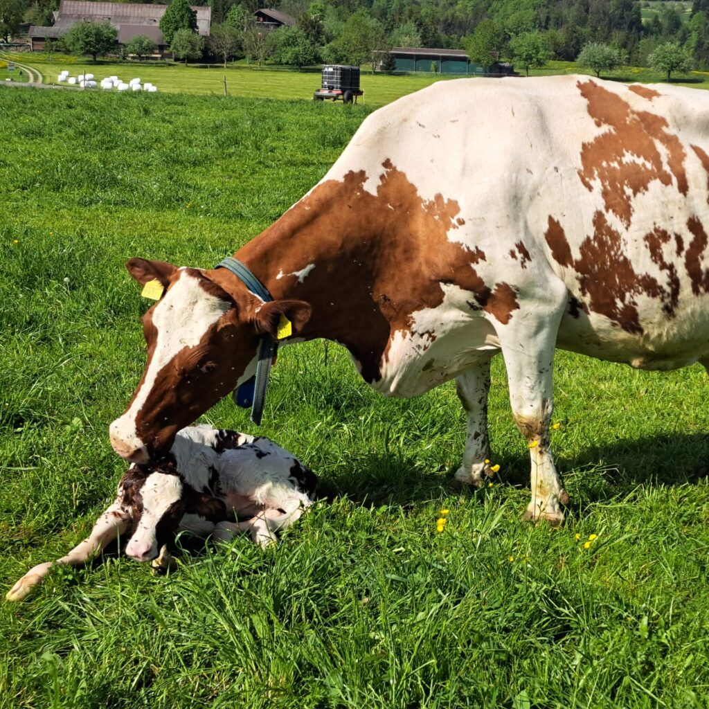 Dudli Ochsenweid - Kuh mit Kalb