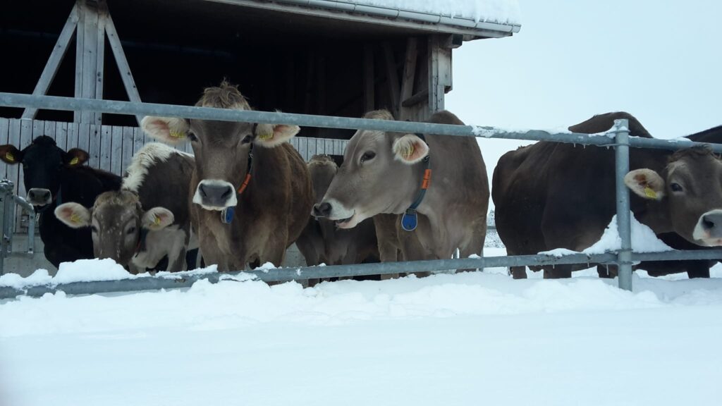 Dudli Ochsenweid - Khe im Schnee