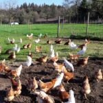 Dudli Ochsenweid - Legehennen